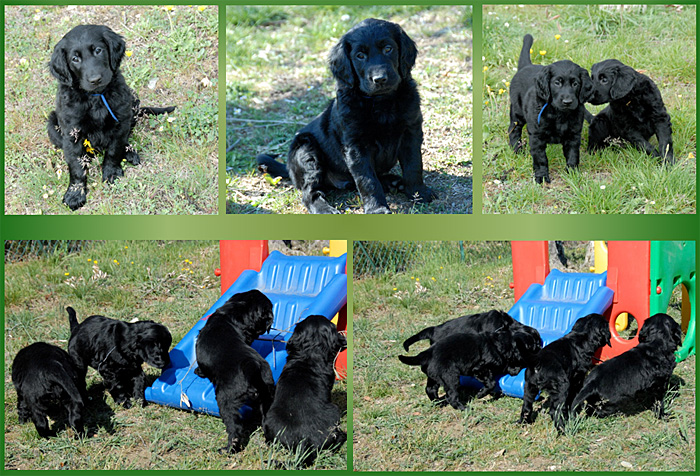 I cuccioli di Smilla