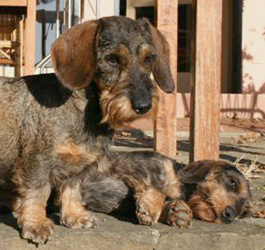 coccola del corbezzolo